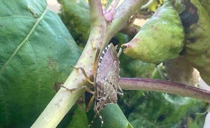 Bursa’da yüzlerce çiftçinin kabusu oldu...Kiraz, erik ve dutlarda büyük zarar