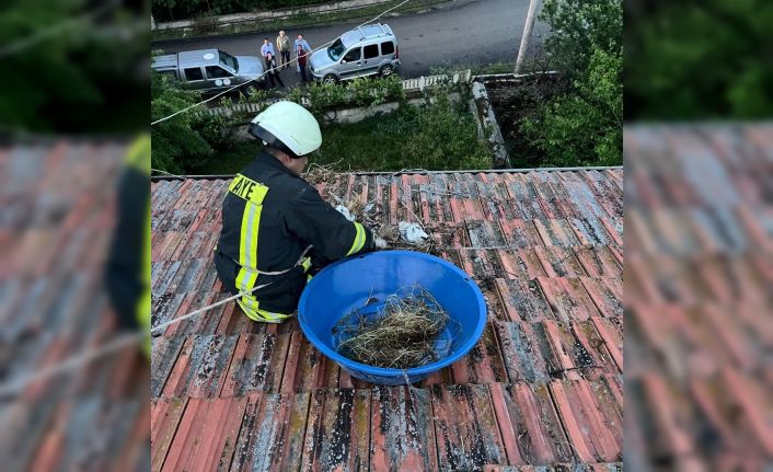 Çatıda mahsur kalan yavru leylekler itfaiye tarafından kurtarıldı