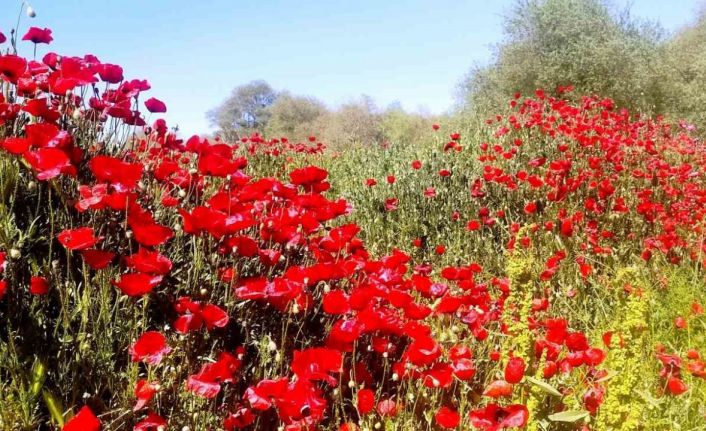 Çay kenarında gelincik güzelliği