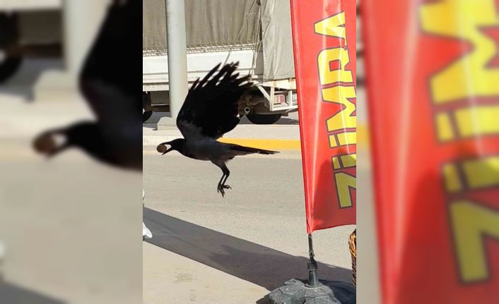 Ceviz çalan karga kameralara yakalandı