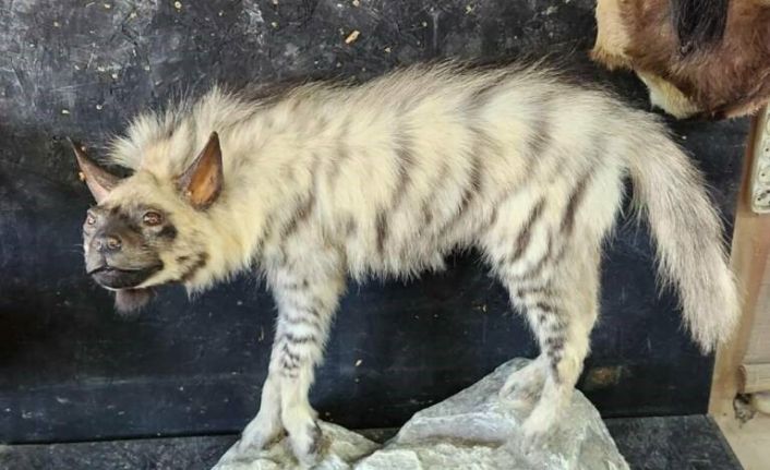 Çizgili sırtlanın tahniti yaptırıldı