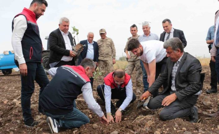 Cizre’de 2,5 milyon TL değerinde 50 çiftçiye verilen badem ve fıstıkların dikimi yerinde inceleme