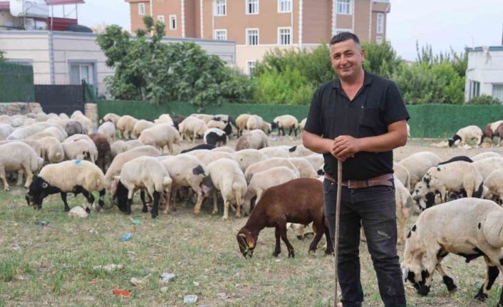 Depremzede vatandaşların memleketlerine dönüşü kurbanlıklara olan rağbeti arttırdı