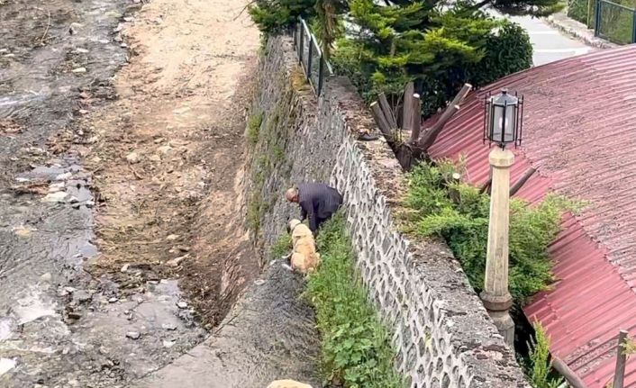 Derede mahsur kalan Kangal köpeklerini sahibi suya atlayıp kurtardı