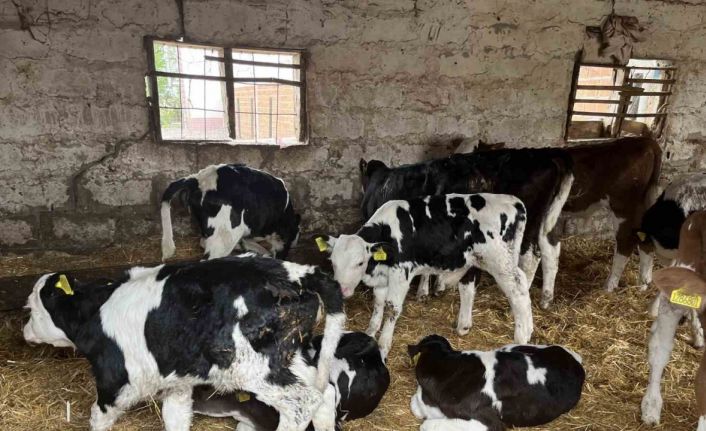 Devlet desteğiyle gelen başarı: 5 büyükbaş hayvanı 7 yılda 86’ya çıkardı