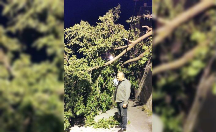 Devrilen dut ağacı mahalleyi ayağa kaldırdı