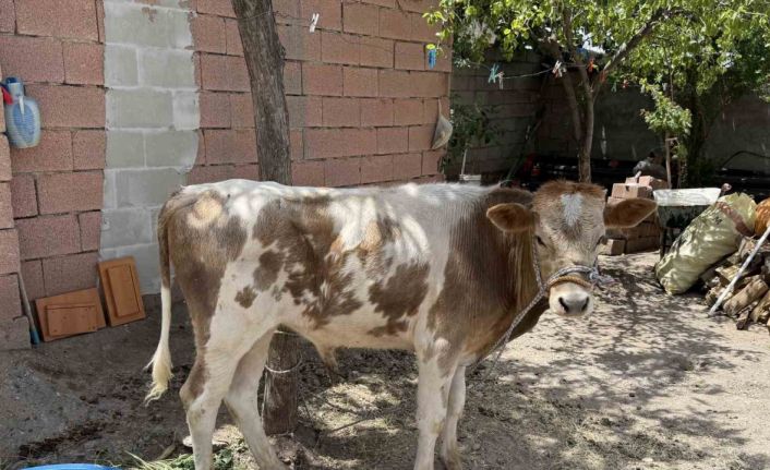 Diyarbakır’da firari buzağı 9 ay sonra sahibine teslim edildi