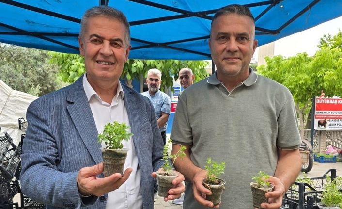 Doğal sivrisinek kovar fesleğenler yoğun ilgi gördü