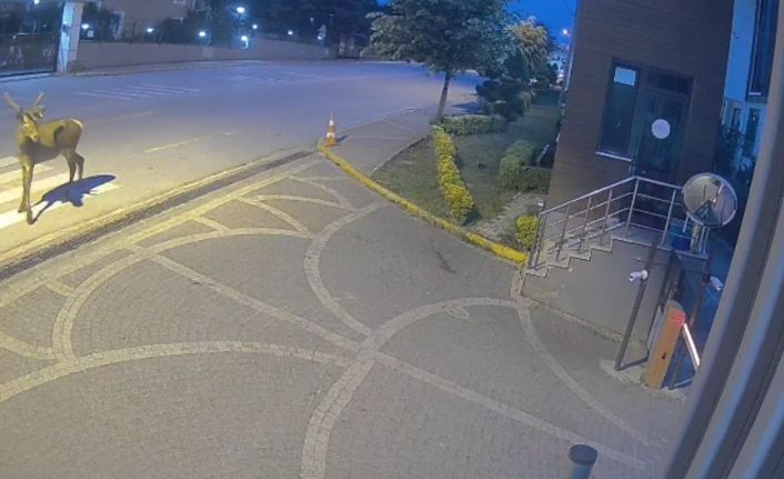 Doğaya salınan kızıl geyikler şehri çok sevdi