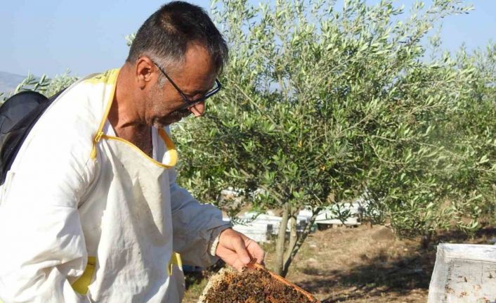 Doktorun annesine bal tavsiyesi hayatını değiştirdi