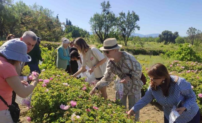 Don nedeniyle gül rekoltesi yüzde 35 azalan Isparta, telafiyi değer artışıyla hedefliyor