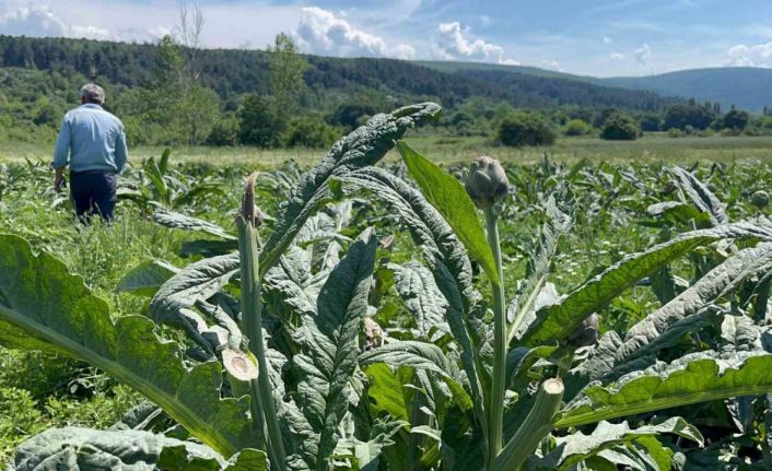 Dünyaca ünlü enginarları hırsızlar hasat etti... Polis her yerde onları arıyor