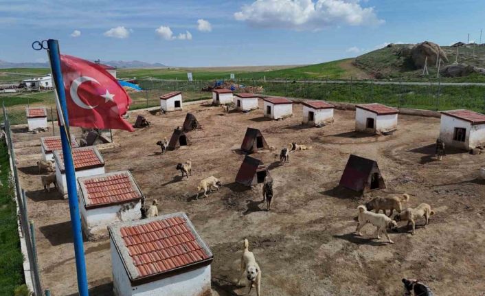 Dünyada eşi benzeri bulunmayan Kangallara Ortadoğu ülkeleri talip oldu