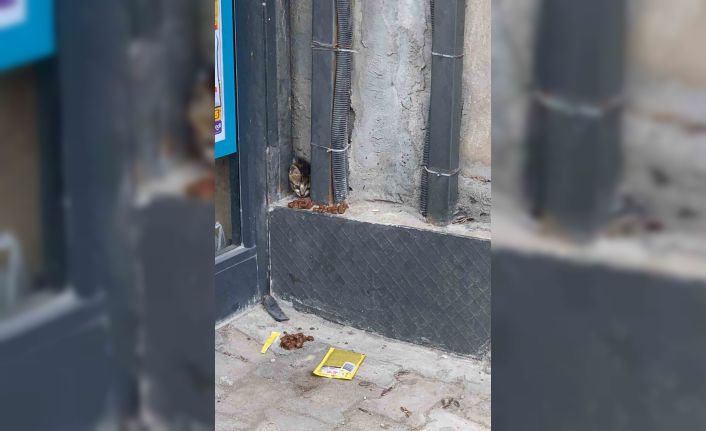 Duvar arasında mahsur kalan kedi, duvarın kırılmasıyla kurtarıldı