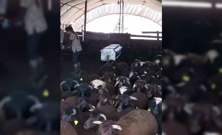 Elazığ’da aşılama ve küpeleme çalışmaları sürüyor