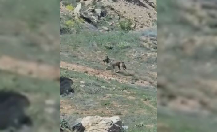 Elazığ’da doğanın nadir konukları görüntülendi