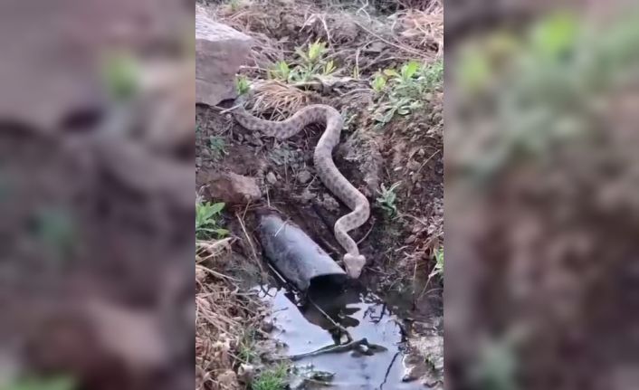 Elazığ’da koca engerek yılanı görüntülendi