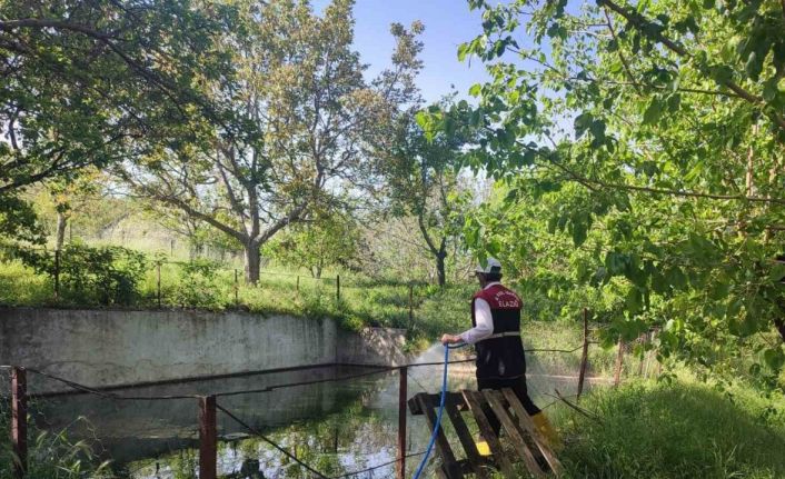 Elazığ’da larva ile mücadele çalışmaları sürüyor