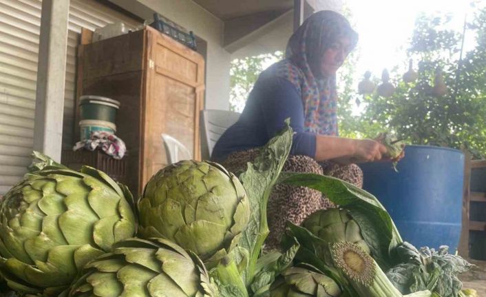 Enginar bıçakçılarında hasat yoğunluğu