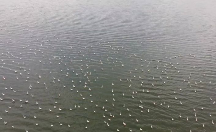 Erçek Gölü’nün narin misafirleri flamingolar gelmeye başladı