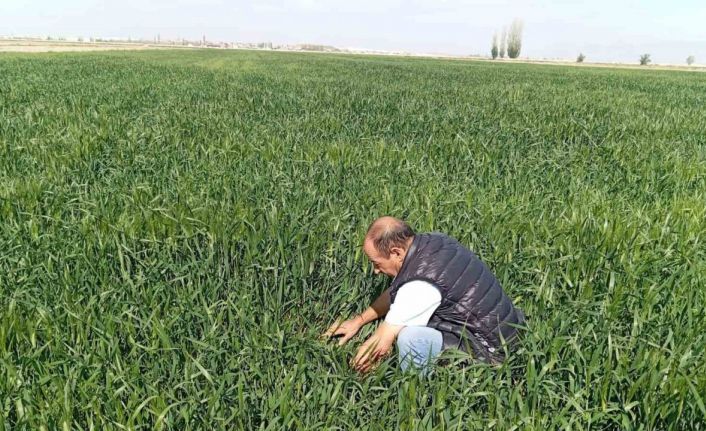 Ereğli’de süne kımıl sürvey çalışmaları başladı