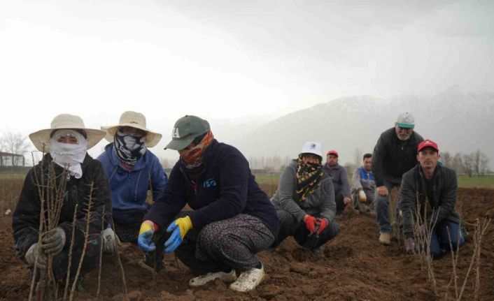 Erzincan bölgenin fidan ihtiyacını karşılıyor