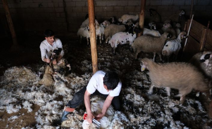 Erzincan’da kuzu kırkım sezonu başladı