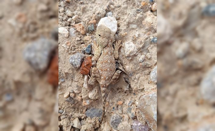 Erzincan’da nesli tükenme tehlikesi altındaki ‘Bozkır Keleri’ görüntülendi
