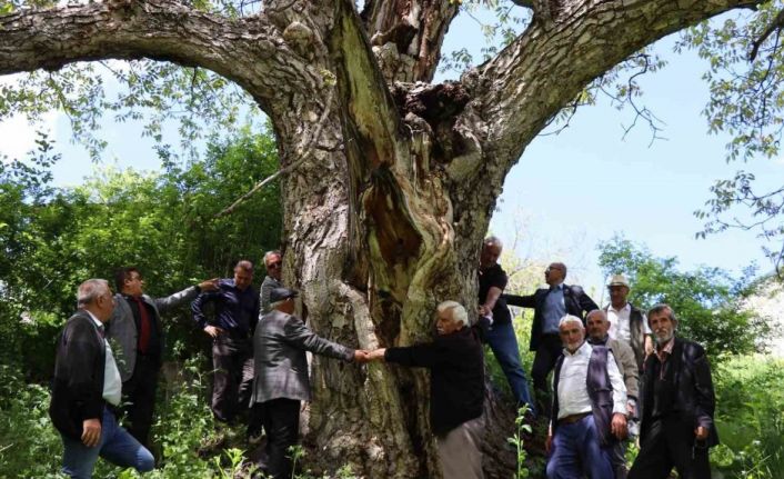 Erzurum’da en az 300 yıllık ceviz ağacı dimdik ayakta