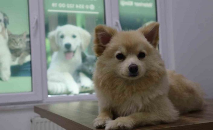 Evcil hayvan sahipleri dikkat: Yaz mevsiminde bunlara dikkat etmek hayati önem taşıyor