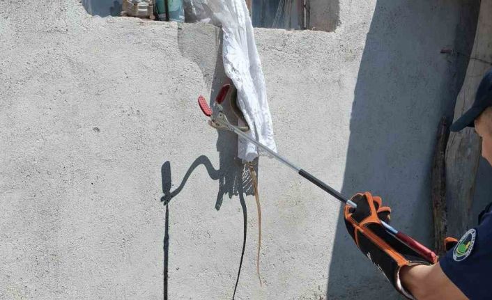 Eve giren yılan itfaiye tarafından yakalandı