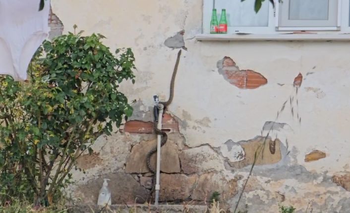 Eve girmeye çalışan yılanı son anda yakaladı