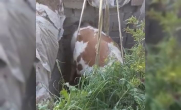 Fosseptik çukuruna düşen inek kurtarıldı