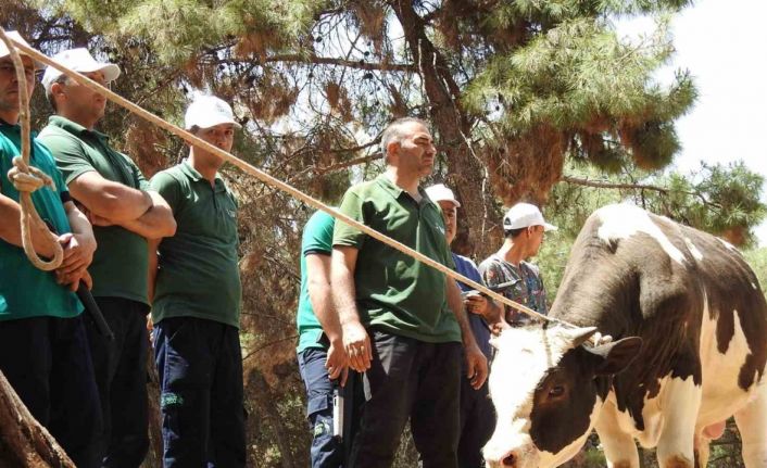 Gaziantep Büyükşehir, kurban yakalama timi bayrama hazır