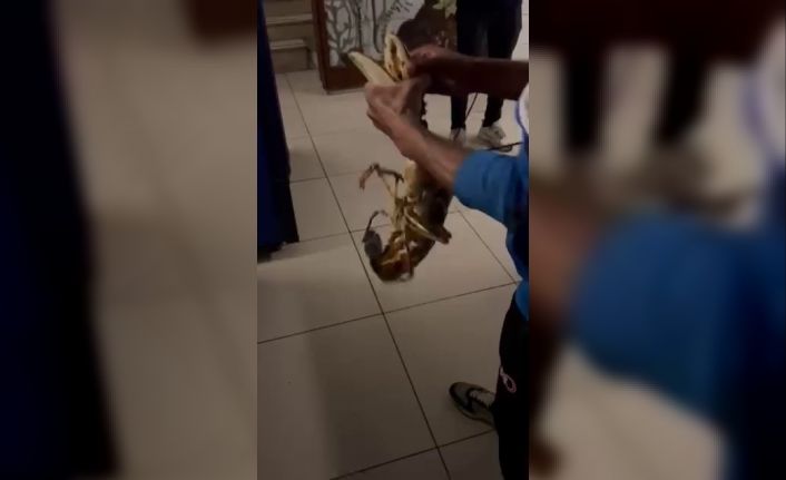 Gemlik Körfezi’nde dev istakoz yakalandı