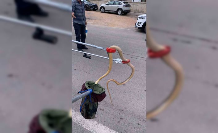 Gümüşhane’de ayılardan sonra yılanlar da şehir merkezine indi, 2 metrelik yılan yakalandı