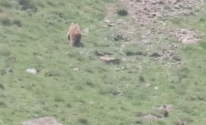 Hakkari’de anne ayı yavrularıyla görüntülendi
