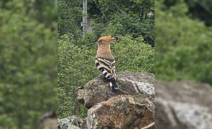 Hanönü’de ibibik kuşu görüldü