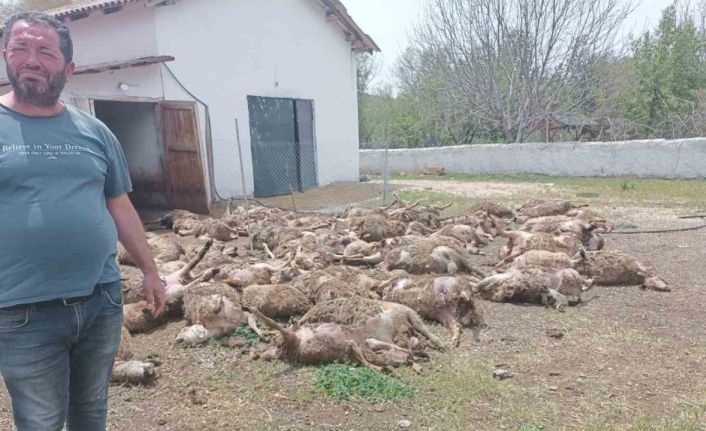 Haymana’da çiftliğe giren kurtlar 92 kuzuyu telef etti