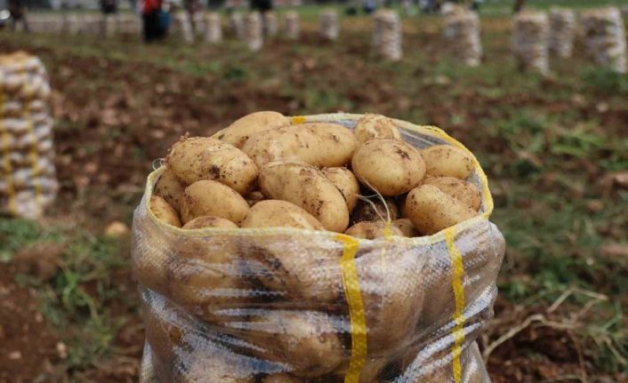 Hepsi geri gönderildi: Yurt dışından gelen 2 bin tondan fazla patates virüslü çıktı