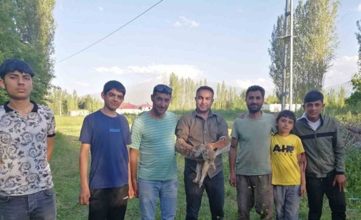 Iğdır’da yardıma muhtaç halde bulunan tilki doğal yaşamına kavuşturuldu