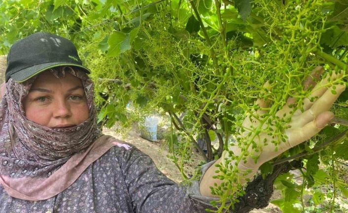 İhracat için salkım salkım mücadele