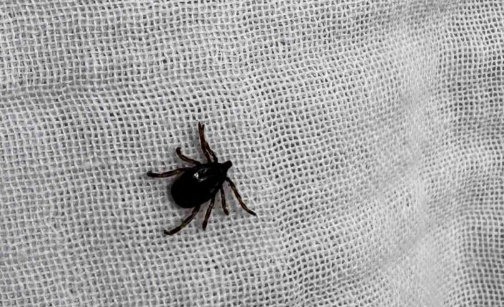 İl Sağlık Müdürlüğü’nden kene uyarısı