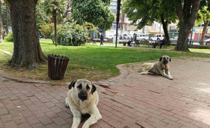 İlkadım’daki sokak hayvanları problemine çözüm