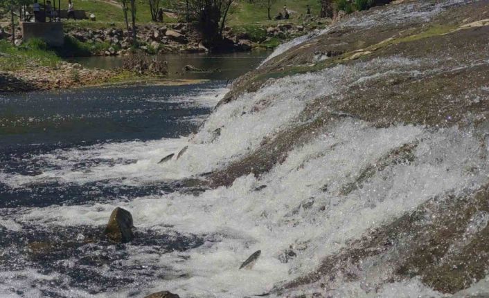 İnci kefalinin yumurta bırakmak için 23 kilometrelik serüveni