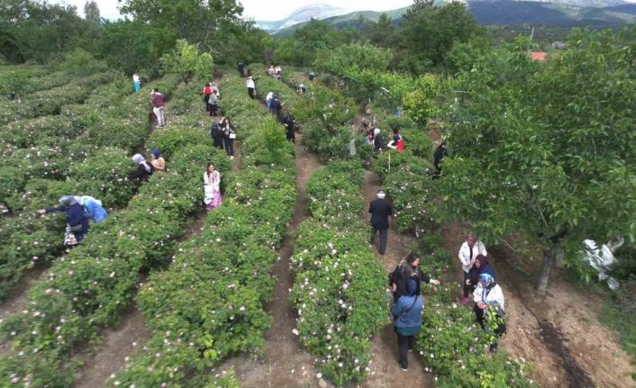 Isparta’da gül hasadı, festival coşkusunu doruklara taşıdı