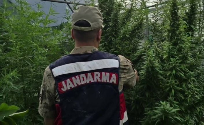 Jandarma’dan kenevir serasına operasyon