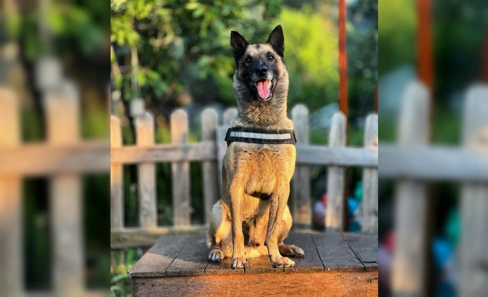 Kahraman köpek ’Bob’ öldü