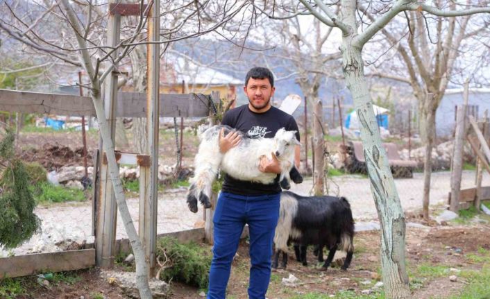 Kahramanmaraş’ta cevizi don vurunca, üreticileri farklı alanlara yöneldi