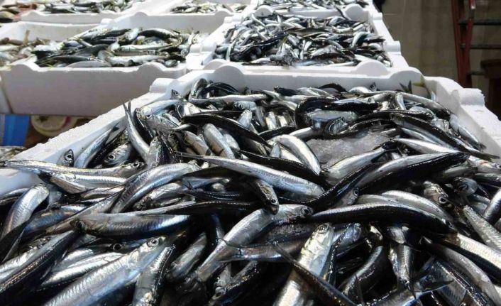 Karadeniz’de balık stokları azalıyor